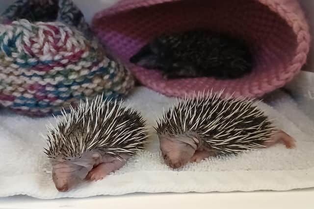 Whitby Wildlife Sanctuary takes in a wide range of animals in need of care.