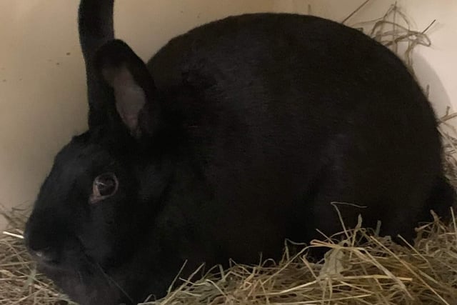 Whitby Wildlife currently have 10 rabbits looking for their forever home, including three bonded black males. If you are interested, call Whitby Wildlife Rescue on 07342 173724, or contact their Facebook page.