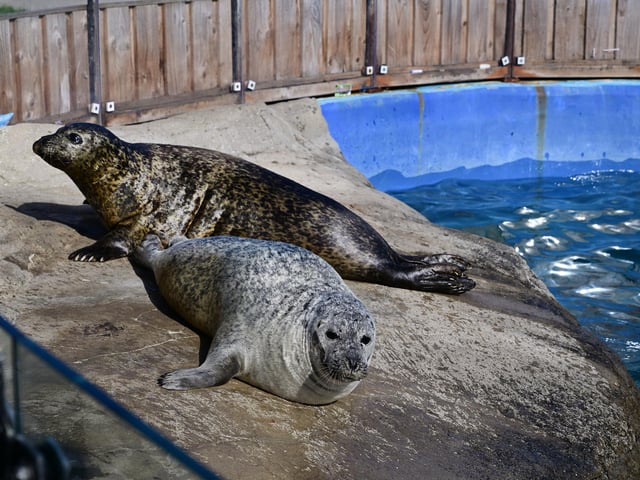 Seals enjoy the evening sunshine.