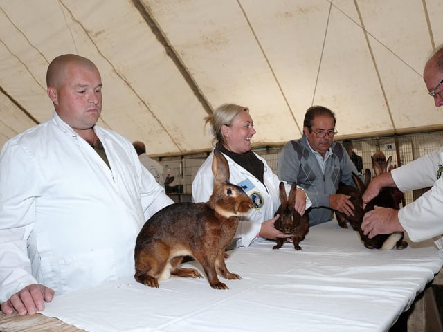Judging the rabbits at Egton Show.