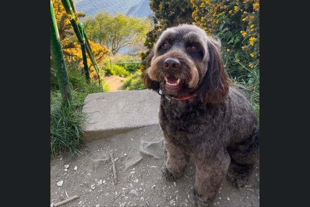 Winnie is pictured at the idyllic Dane's Dyke, taking in the stunning views.