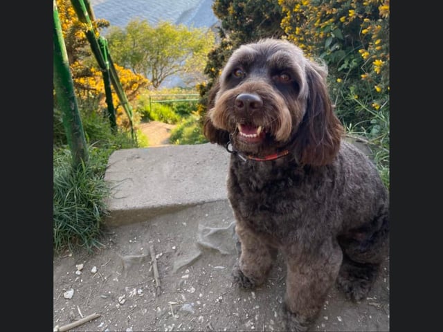 Winnie is pictured at the idyllic Dane's Dyke, taking in the stunning views.