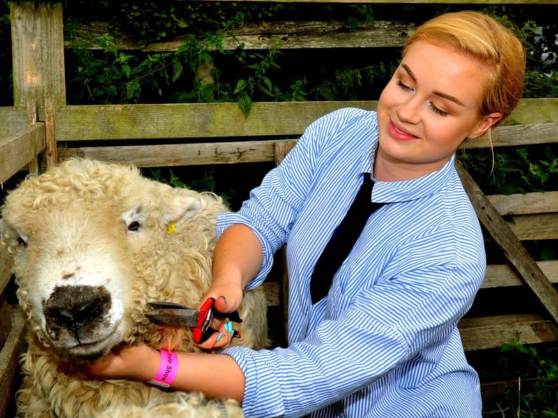 Thornton Le Dale show 2019; Lilli (corr) Burgess from Newton on Derwent trimming her Grey faced Dartmoor Tup.