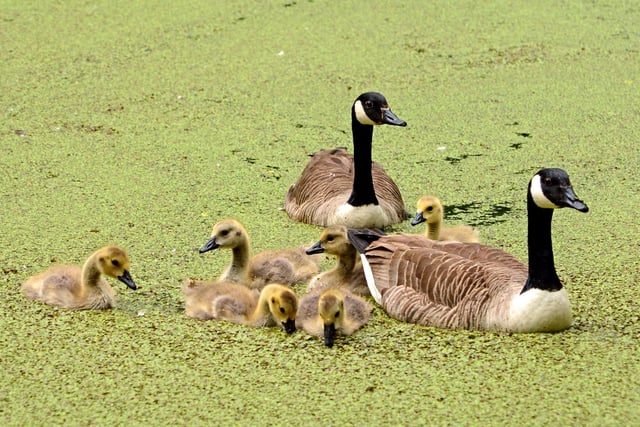 A family of geese having a swim at Scarborough Mere, by Barbara Bateman.