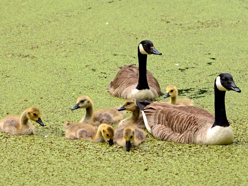 A family of geese having a swim at Scarborough Mere, by Barbara Bateman.