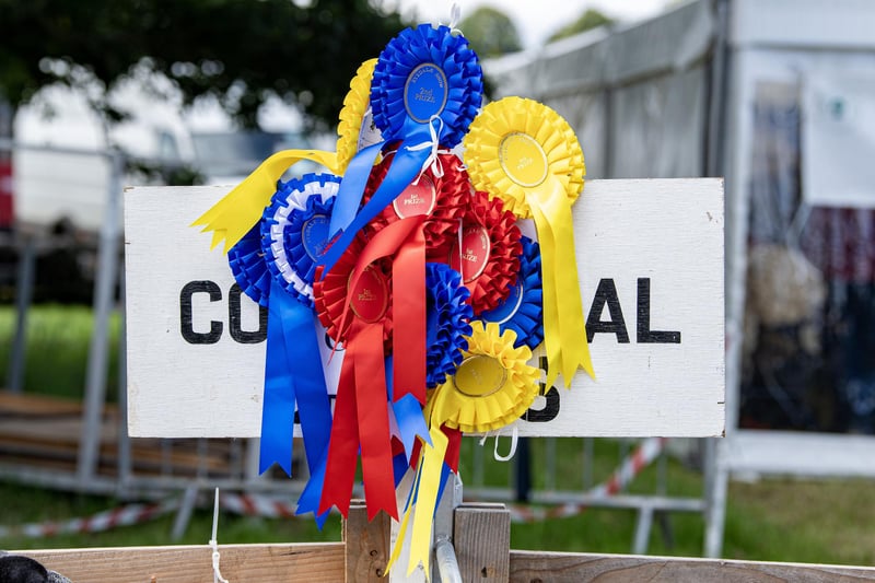 Rosettes at the sheep pens