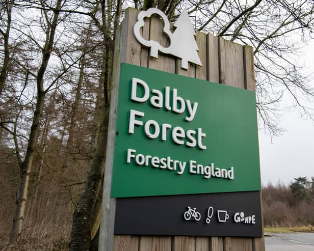 Looking for something different to celebrate Christmas with this year? Dalby Forest has something in store for everyone!