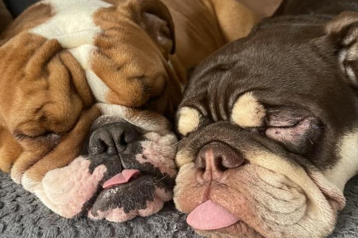 Winnie and Stanley from Scarborough catching forty winks.