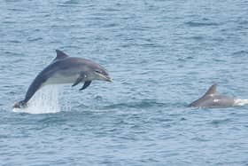 Bottlenose Dolphins off the coast at Scarborough - Image copyright: Stuart Baines