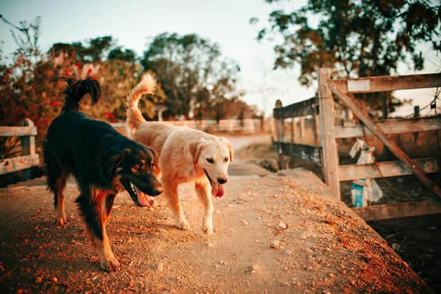 Expert shares tips for pet owners on maintaining a regular exercise routine despite darker winter days