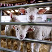 Humble Bee Farm is set to open it's doors this week for their Lambing Experience.