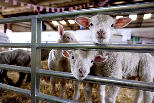 Humble Bee Farm is set to open it's doors this week for their Lambing Experience.