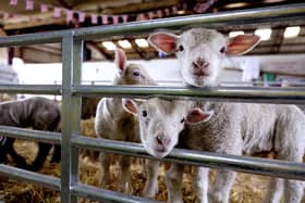 Humble Bee Farm is set to open it's doors this week for their Lambing Experience.