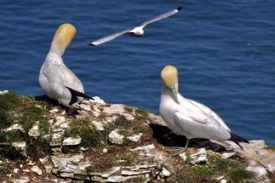 Gannets breed at Bempton Cliffs, but they are only found at a few localities and so are classed as an Amber List species.
