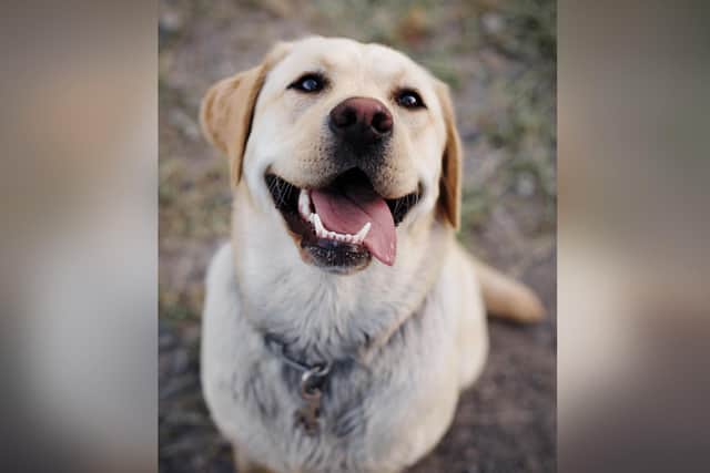 A Labrador retriever.