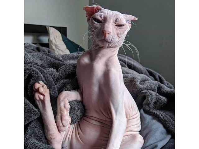 This hairless cat is so expressive!