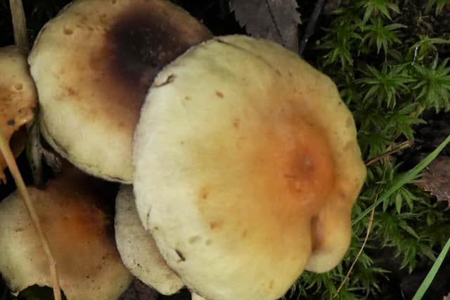 Wild mushrooms.