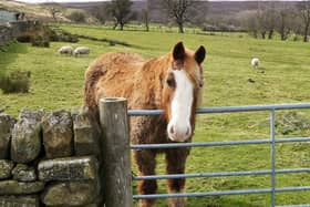 A friendly horse at Grange Head.