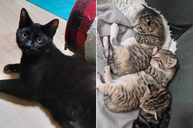 Since launching Purr-fect Pals in February 2019 the close-knit team has successfully rehomed over 488 cats, with 71 rehomed in the last year alone.