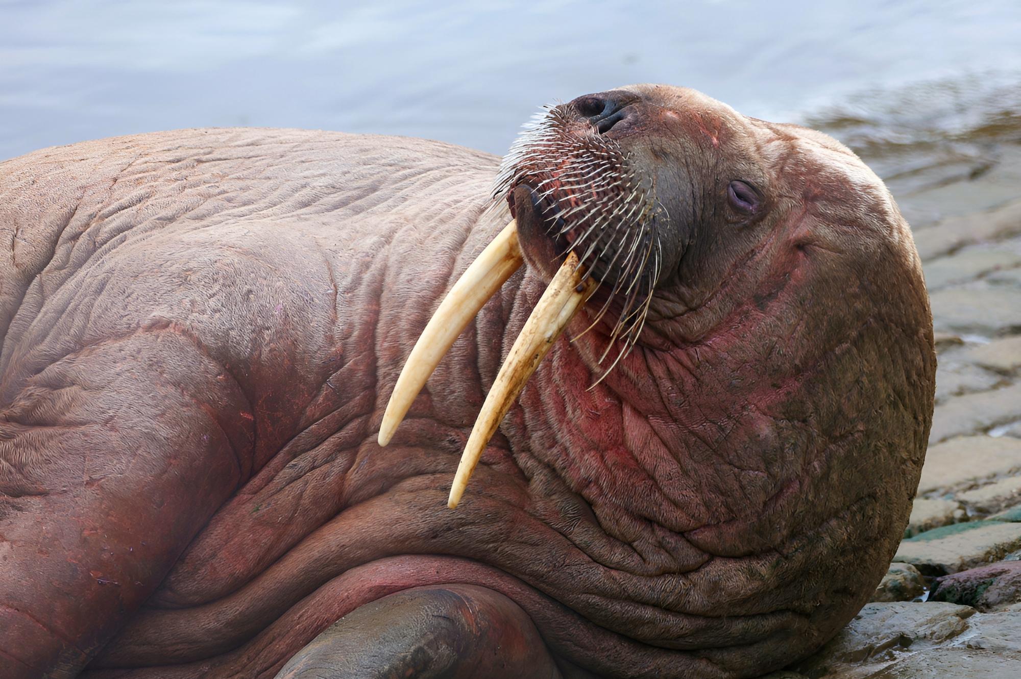 Walrus hotsell smart watch