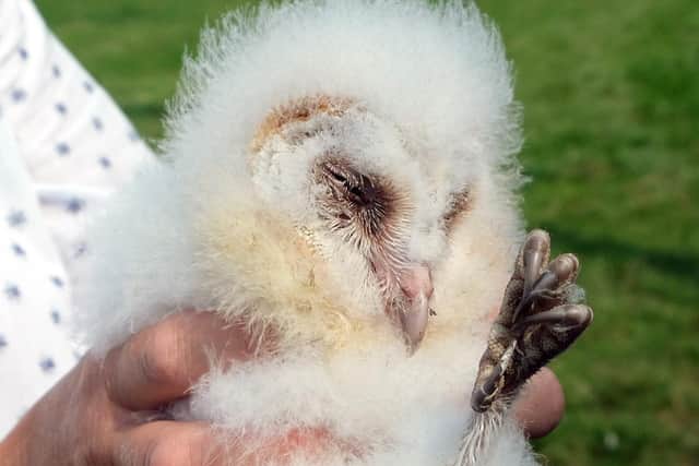 A sleepy Barn owl chick - one of the first born in a network of new nesting boxes erected across the Howardian Hills National Landscape. - Image: Richard Darn/Howardian Hills Partnership