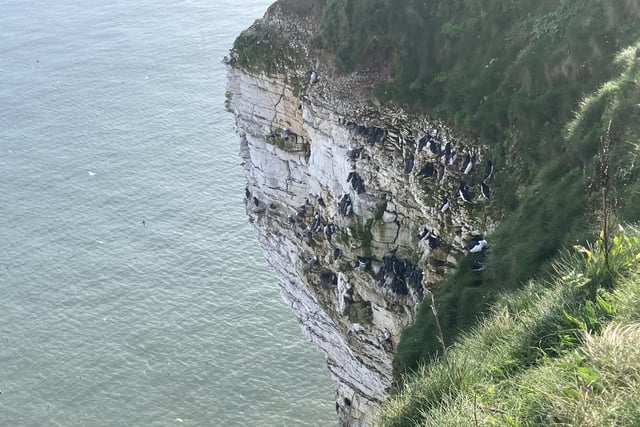 Guillemots and Razorbills are some of the first migrating birds that have arrived at Bempton Cliffs this spring.