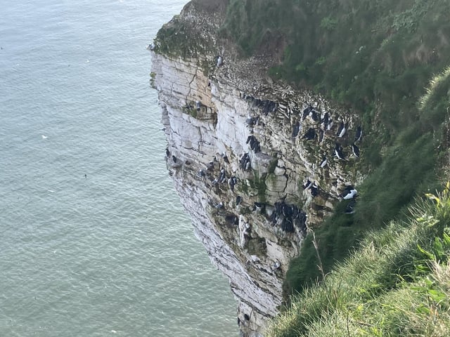 Guillemots and Razorbills are some of the first migrating birds that have arrived at Bempton Cliffs this spring.