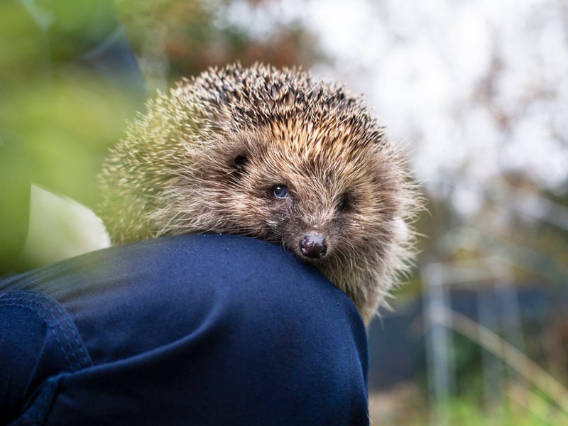 Hedgehog