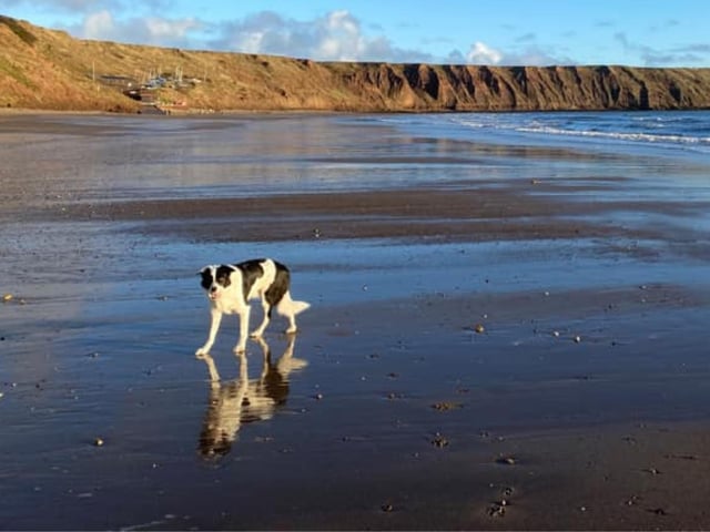 Finn at Filey, submitted by Kathie Louise.