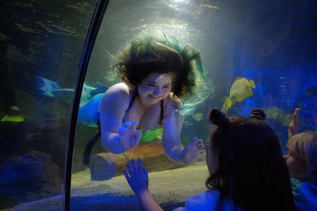 Saying hi to one of the mermaids!