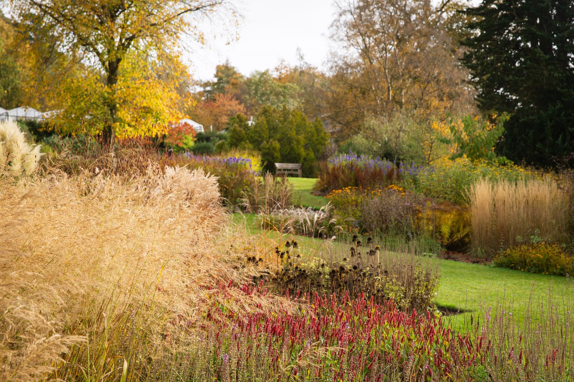 Autumn colours at RHS Harlow Carr in Harrogate. Pictured here are ornamental grasses in the main borders