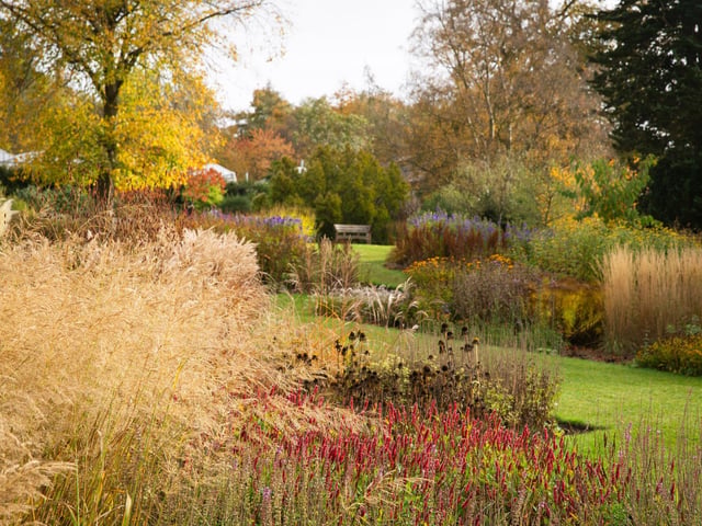 Autumn colours at RHS Harlow Carr in Harrogate. Pictured here are ornamental grasses in the main borders