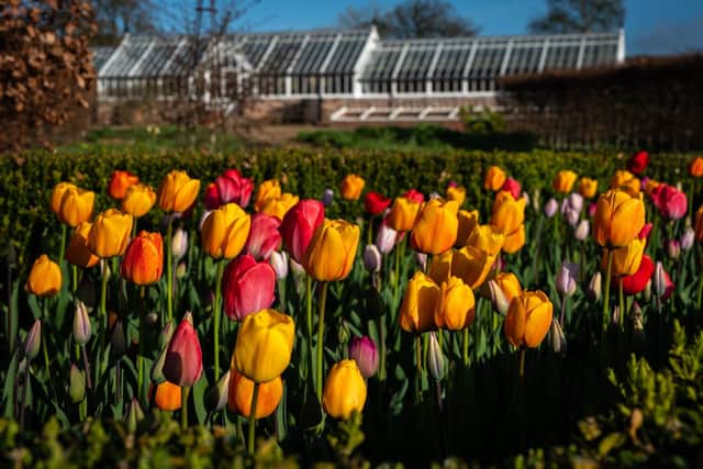 Helmsley Walled Garden flowers.