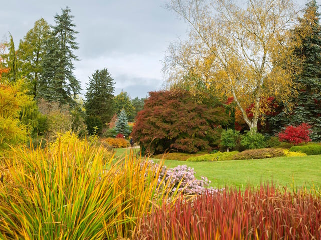 Betula, with Imperata cylindrica 'Rubra' grasses