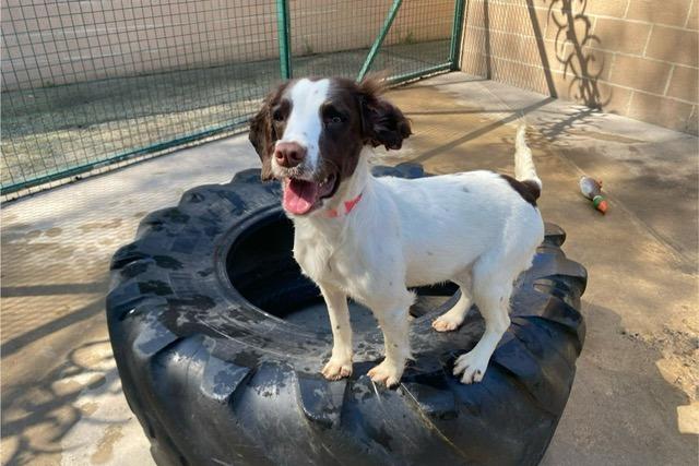 Abby is a eight-month-old Springer Spaniel who came to the centre via an inspector after being found living in the most appalling conditions. When she arrived at the centre, her coat was covered in urine, faeces and lots of matts, but she has now started on her road to recovery. She has grown up in a multi dog household and sadly had no experience of the outside world. Abbey is coming on great but things must be taken slowly as to not overwhelm her, as everything is a little bit scary at the moment. She will need understanding adopters who will give her the time, patience and love she needs to adjust to living in a family home.