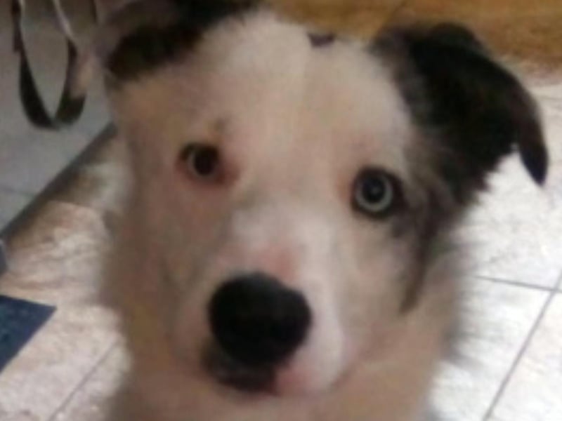 Storm is a one-year-old Border Collie who is looking for a home which he can share with another dog as he loves playing; especially with a ball. He is so friendly and gets really excited on meeting new people and he does jump up, so we will not be rehoming him with small children. Storm has never been left on his own, so he needs someone who is at home for most of the day, and someone who can continue his training. Call Yorkshire Coast Dog Rescue on 075832 69614 or email ycdogrescue@btinternet.com for more information.
