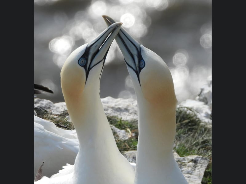 Two Gannets at Bempton cliffs.