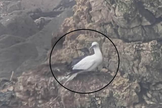 As the high winds and seas hit the coast at RSPB Bempton Cliffs, spare a thought for the last baby gannet, still on its nest. Photo courtesy of Brian Snowden