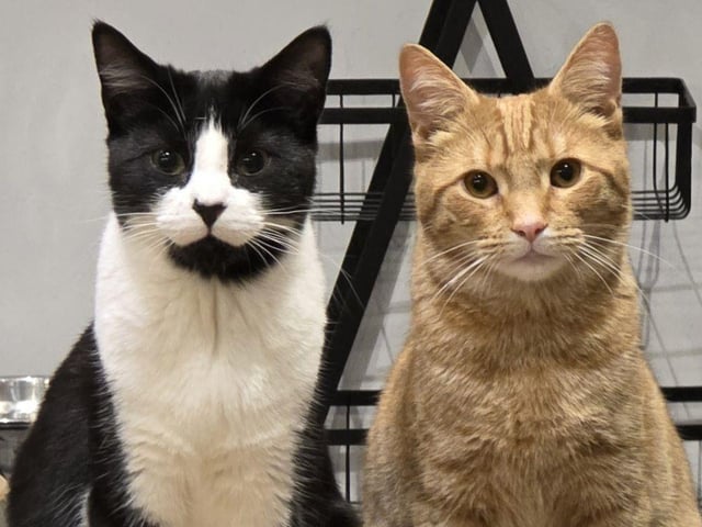Ronnie and Felix, a perfect pair!