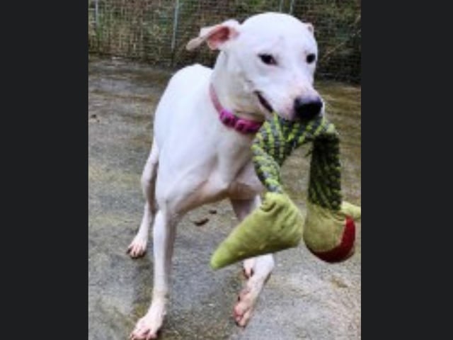 Casper is a three-year-old Lurcher. He is sociable with people, but cannot be rehomed with other dogs, cats or small animals and children. Call Bob on 01947 810787 to enquire.