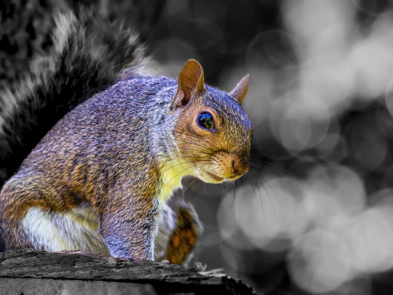 Squirrel in Whitby's Pannett Park, by Brian Murfield.
