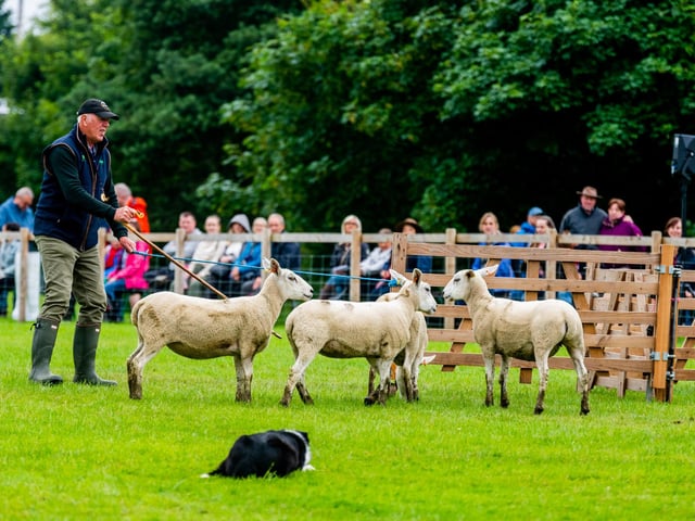 Joe Relph, working his sheepdog Jock, during the Sheepdog Trials held at the showground