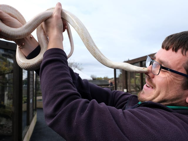 Chris Holah nose to nose with Coral the Albino Corn Snake