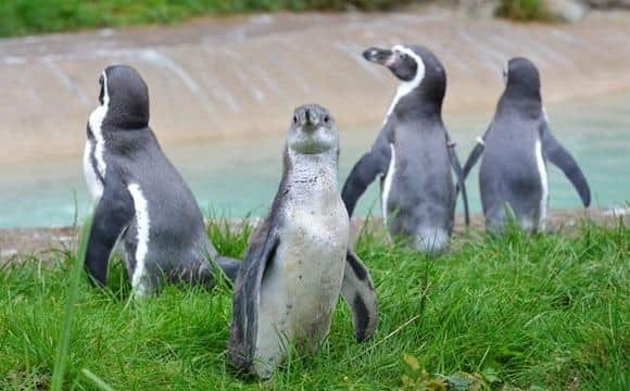 Visitors can now safely visit the zoo at Sewerby Hall after Avian Flu subsides.