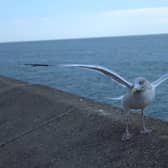 A Scarborough gull. Image courtesy of Anttoni Numminen, LDRS.
