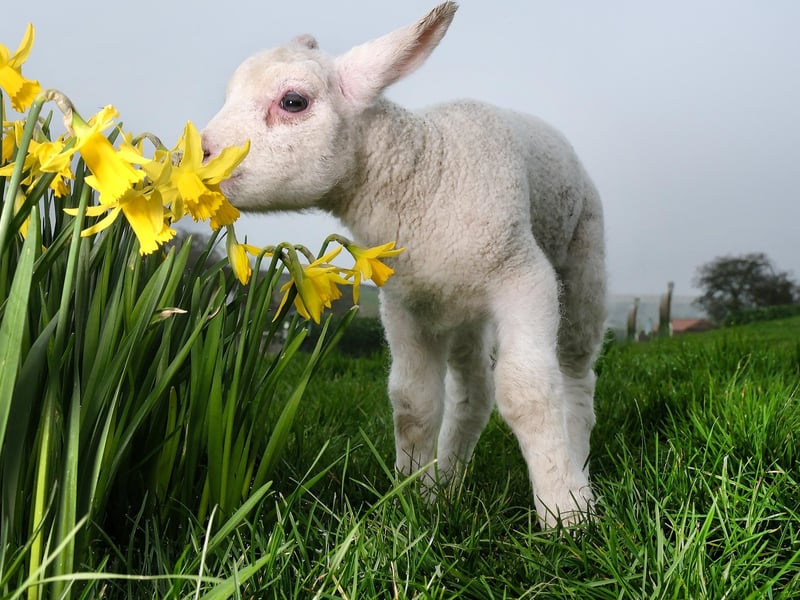 Humble Bee Farm near Scarborough will be hosting their annual Lambing Experience will take place on specific Sundays and Wednesdays in March and April. Visitors will have the chance to meet & feed a lamb, see Farmer Percy who’ll give a short talk about his flock say hello to the sheep dogs, as well get a light bite at the Hive Cafe/Bar. Tickets are essential and must be pre-booked.