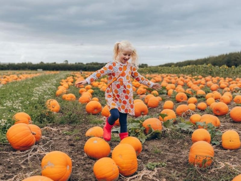 The Pumpkin Patch at Bewholme is open to pick your own pumpkins on October 25 - 31. Visitors can pick their own pumpkin straight from the pumpkin field where it was grown!. With over 45 varieties of Pumpkins, Gourds and Squashes available, you’ll be spoilt for choice! Pick Your Own Pumpkin 2025 is sure to be The Pumpkin Patch's biggest and best yet with lots more to see and do!