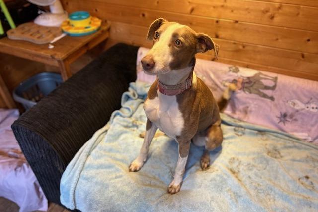 Henley is a five-year-old Lurcher who is a very sweet girl that came to the centre via an inspector after she was thrown out of a van. Despite attempts to trace who committed this vile act, unfortunately they could not be found. Henley is now safe, loved, healthy and ready to start her search for a loving new home. She is a very gentle, sweet natured and friendly girl who just loves her snuggles. Henley really will make the most wonderful family pet and after all she has been through, she certainly deserves it.