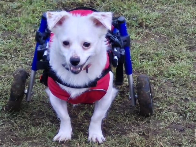 Here is the gorgeous Sprout, who is a disabled dog who was rescued from Romania.
