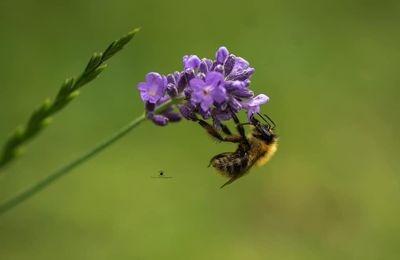 This little honey bee has been photographed while getting nectar from a lavender flower.